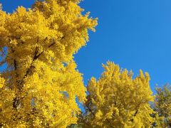 -三里屯东五街银杏大道