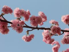 -天适樱花悠乐园