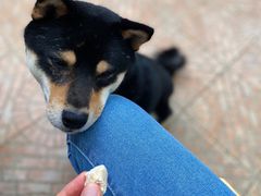 -喜柴咖啡·柴犬狗咖
