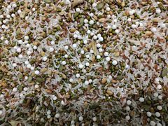 -小六汤包·老字号·中华名小吃(公园南路店)