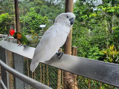 -新加坡飞禽公园