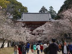 -醍醐寺