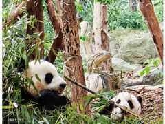 -成都大熊猫繁育研究基地