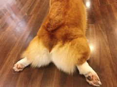 -柯斗斗主题餐厅·狗咖·围炉煮茶·茶饮(国瑞升平里店)