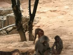 -泉州海丝野生动物世界