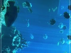 -海棠湾洲际-涛·海底餐厅·美人鱼·自助餐·海底隧道