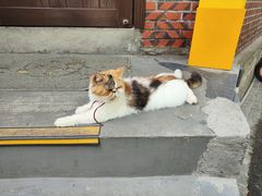 -猫岛主趣味餐厅(鼓浪屿店)