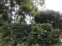-成都保利公园皇冠假日酒店(熊猫基地店)