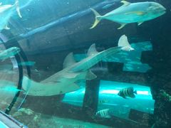 -悉尼海洋生物水族馆
