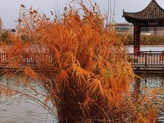 -莲花池公园
