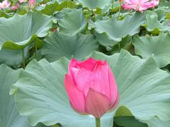 -莲花池公园
