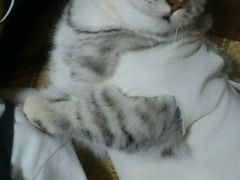 -纳吉亚猫专科动物诊疗中心(蒋宅口分院)