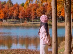 -合肥滨湖国家森林公园