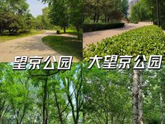 -大望京公园