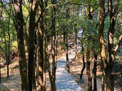 -火炉山森林公园