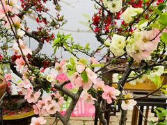 -莫愁湖公园