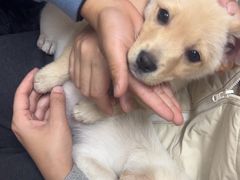 -爱妮康宠物医院·干细胞免疫细胞·肿瘤·心脏(张江店)