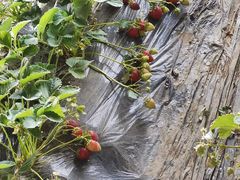 -田趣农庄草莓采摘园