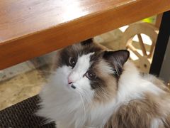 -咖法森林·咖啡  酒吧(天河店)