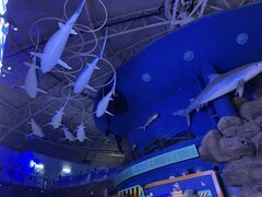 -烟台海昌鲸鲨海洋公园