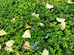 -上海佘山国家森林公园天马山园