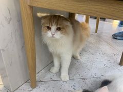 -喵园·猫主题咖啡厅·撸猫·猫咖(国贸店)