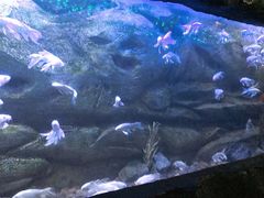 -芜湖新华联大白鲸海洋公园
