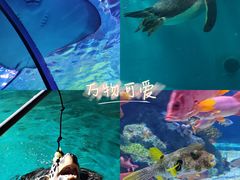 -正佳极地海洋世界