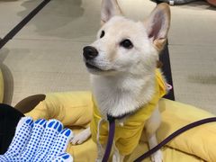 -逗柴咖啡屋·狗咖猫咖宠物桌游