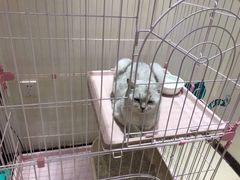 -藏猫猫咖啡主题馆(中央大道店)