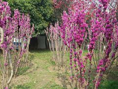 -后襄河公园