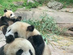 -都江堰中华大熊猫苑