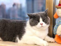 -Heymao猫咖.咖啡厅(东门店)