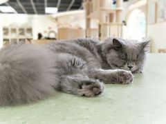 -猫和宫(六道口店)