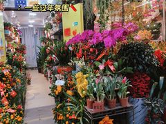 -溪岸路花鸟市场