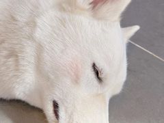 -萌兽医馆·眼科·异宠专科(三里屯店)