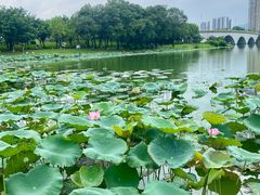 -飞来湖湿地公园