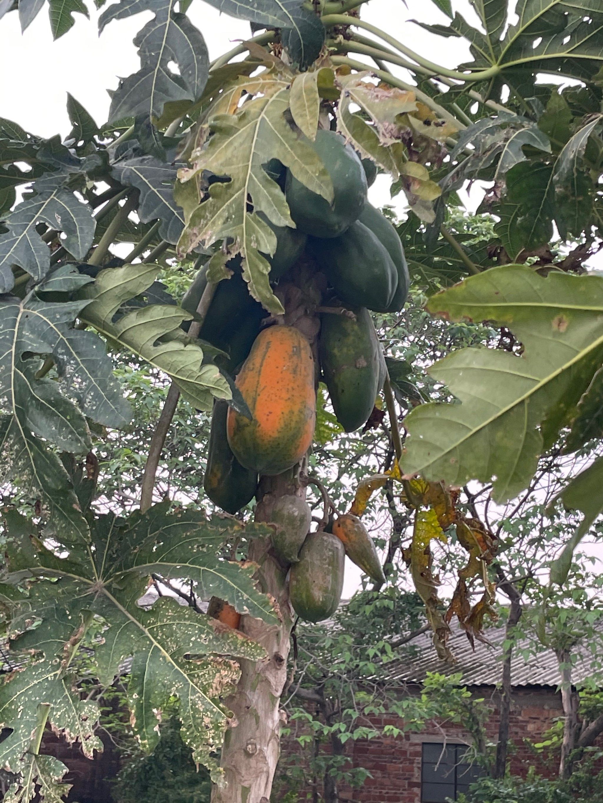 没见过长在树上木瓜的朋友看过来