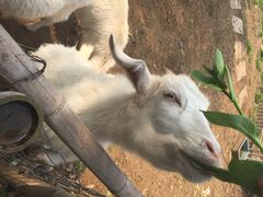 鸿华度假酒店-鸿华度假酒店