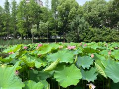 -陈家山荷花公园