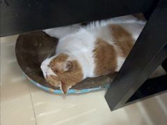 -宠福鑫动物医院(立水桥分院)