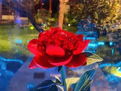 -九献创意菜·新中式(亮马河花园私宴店)