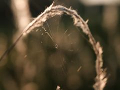 -三圣花乡旅游区