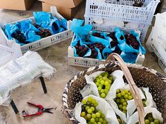 -马陆小张葡萄园农家乐