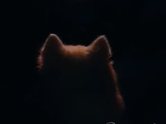 -翊宠yipet猫狗购宠庄园犬舍•猫舍