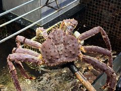 -海鲜e族(马王堆店)