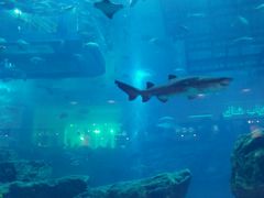 -迪拜水族馆及水下动物园