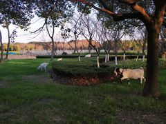 -尚贤河湿地