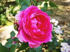 -鹅湖玫瑰文化园