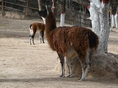 -青藏高原野生动物园